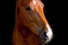 JH5D0057-Edit