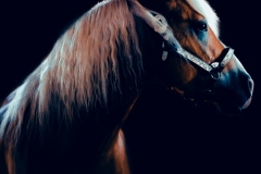 JH5D0595-Edit