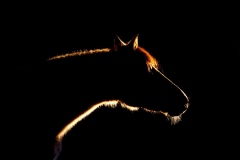 JH5D1972-Edit
