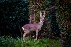 JH5D6776-Edit